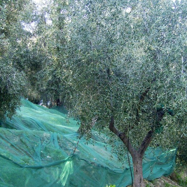 uliveti_olive_taggiasche_liguri_Gonella