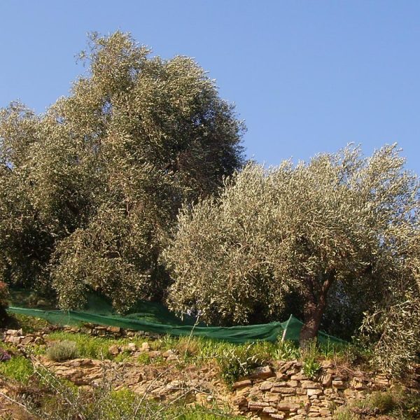 uliveti_olivicola_Gonella